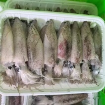 北部湾船冻鱿鱼船上活冻有些带膏的性价比高适合酒店