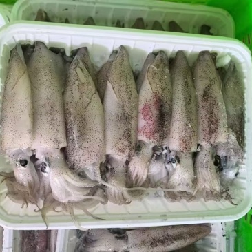 北部湾船冻鱿鱼船上活冻有些带膏的性价比高适合酒店
