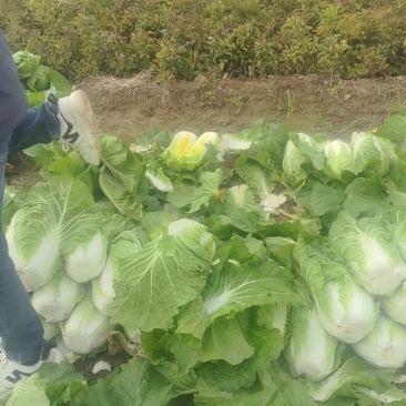 黄心白菜
