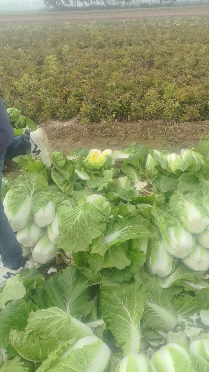 黄心白菜