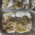 活冻八爪鱿船上索鲜速冻，精品适合各大酒店大排档团购