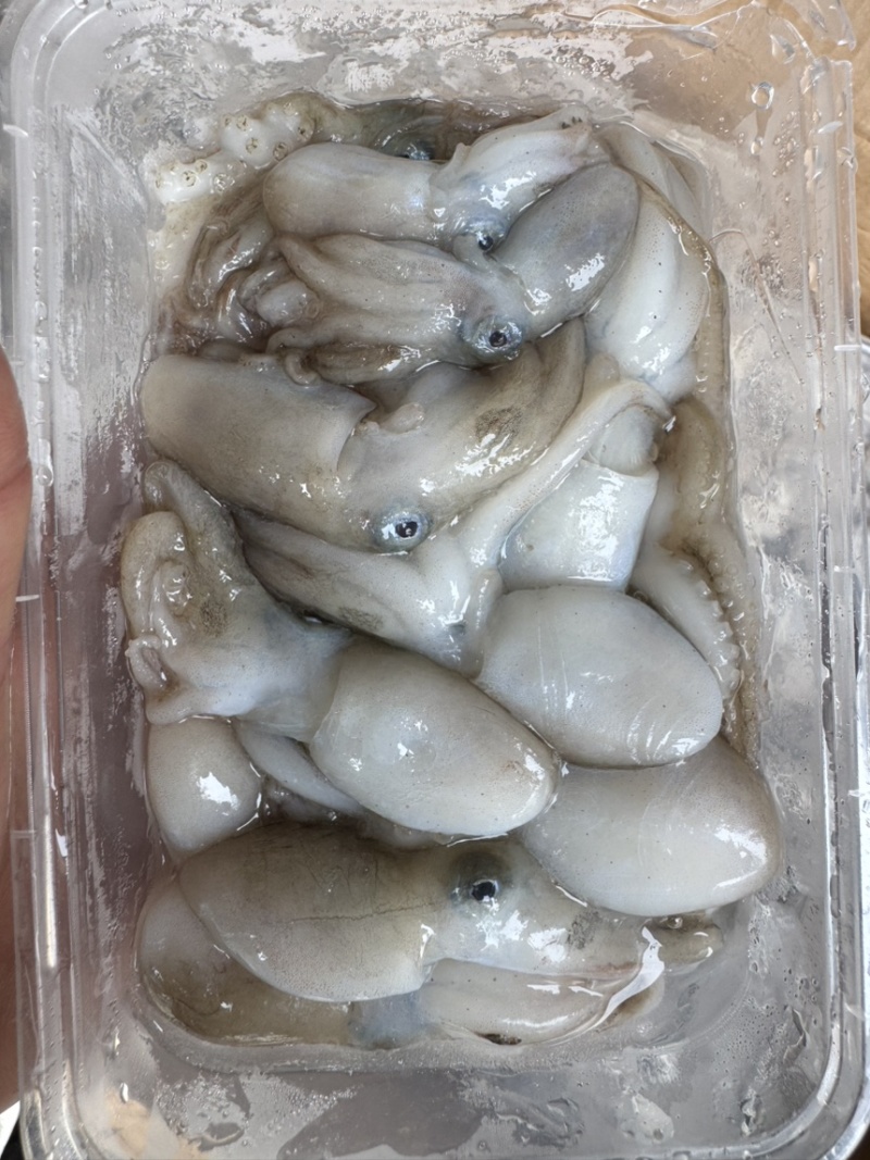 活冻八爪鱿船上索鲜速冻，精品适合各大酒店大排档团购