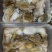 活冻八爪鱿船上索鲜速冻，精品适合各大酒店大排档团购