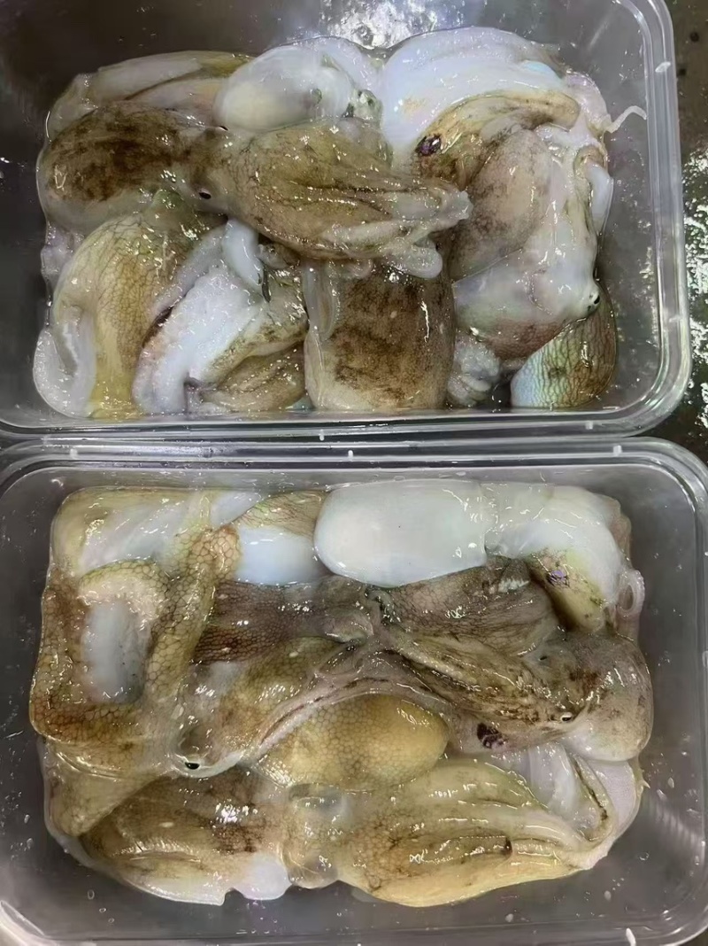 活冻八爪鱿船上索鲜速冻，精品适合各大酒店大排档团购