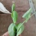 豌豆尖菜豌豆尖