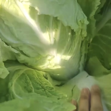 河北唐山滦南县黄心白菜大量上市品质保证诚信经营