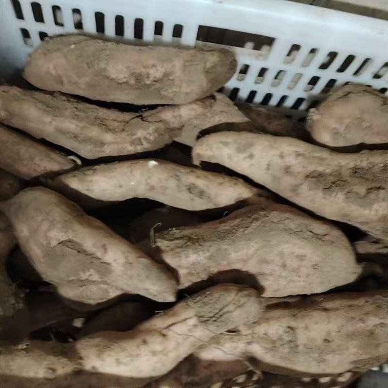 红薯，白哈密