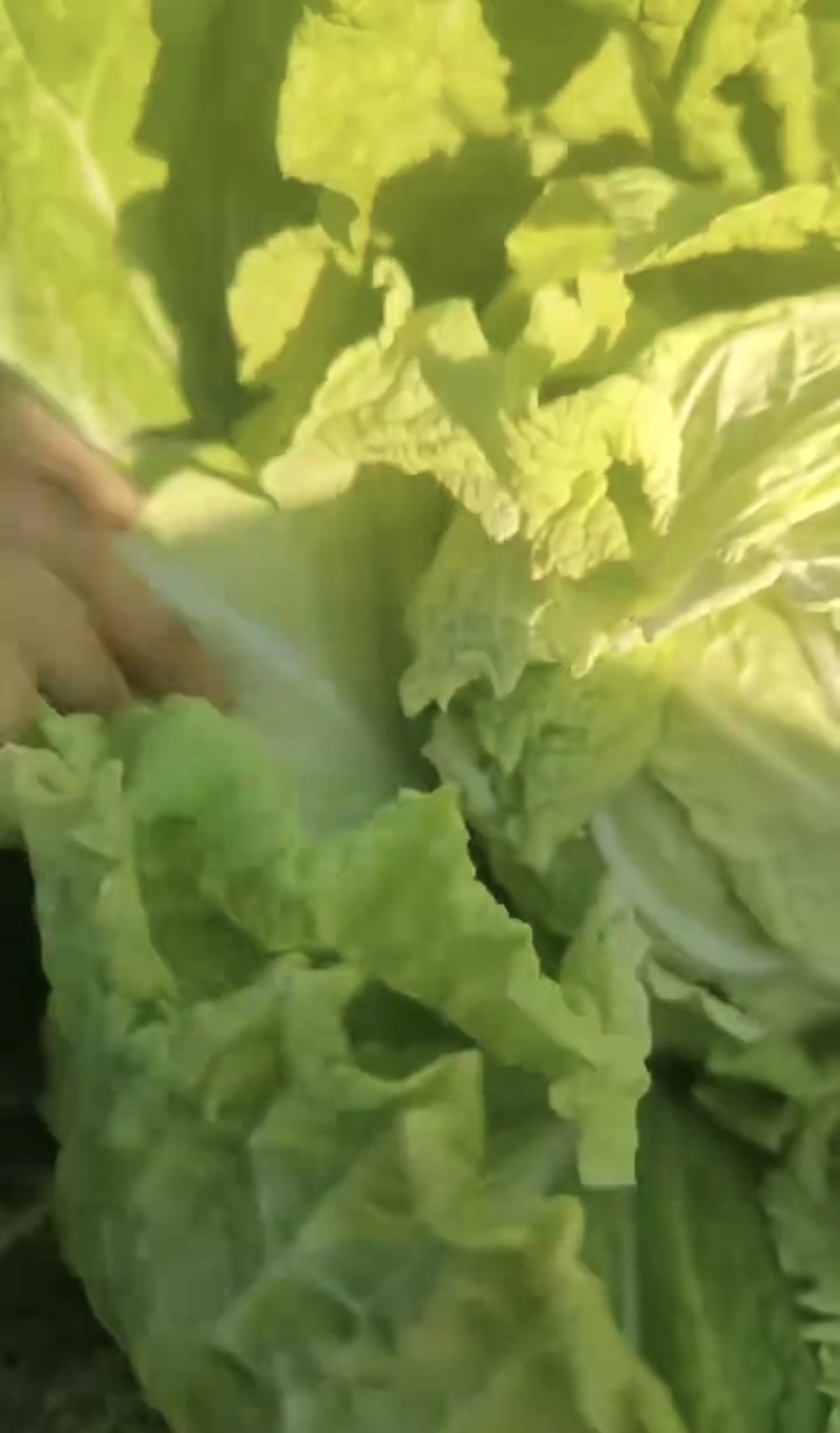 河北唐山滦南县北京3号白菜品质保证诚信欢迎来电