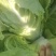河北唐山滦南县北京3号白菜品质保证诚信欢迎来电