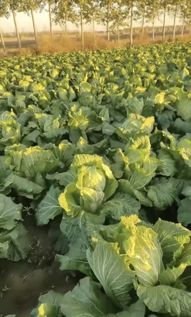 河北唐山滦南县北京3号白菜品质保证诚信欢迎来电