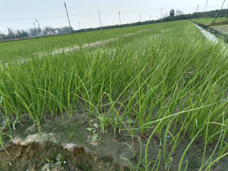 河南万亩育苗基地半高桩洋葱苗耐抽苔产量高