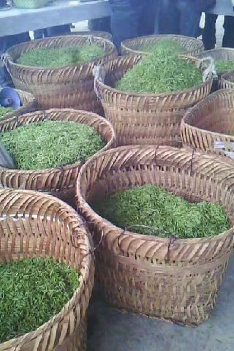贵州绿茶明前毛峰