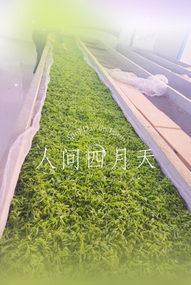 贵州绿茶明前毛峰