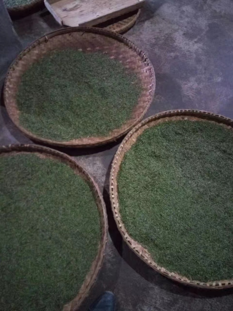 贵州绿茶明前毛峰