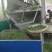 贵州绿茶明前毛峰