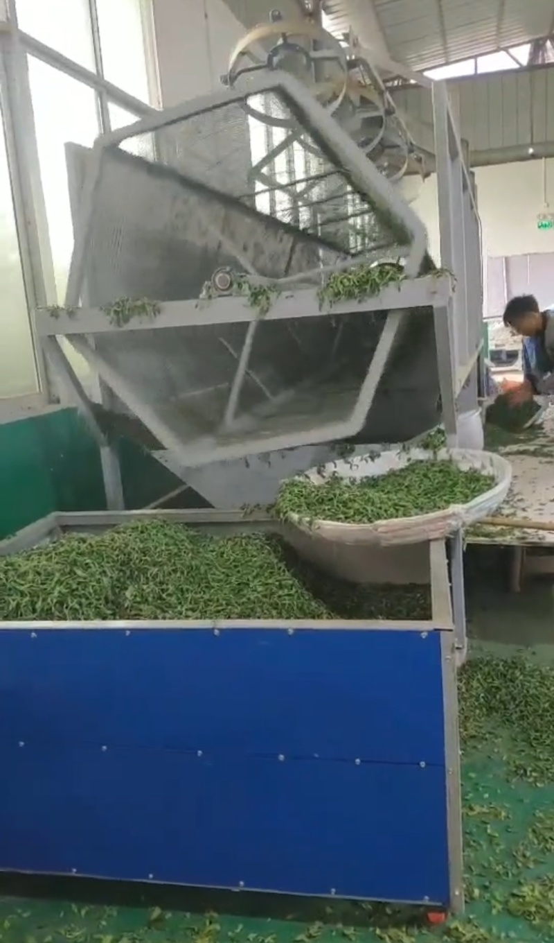 贵州绿茶明前毛峰