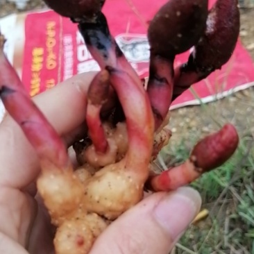 云南，深山野生红冬蛇菰，又名回春草