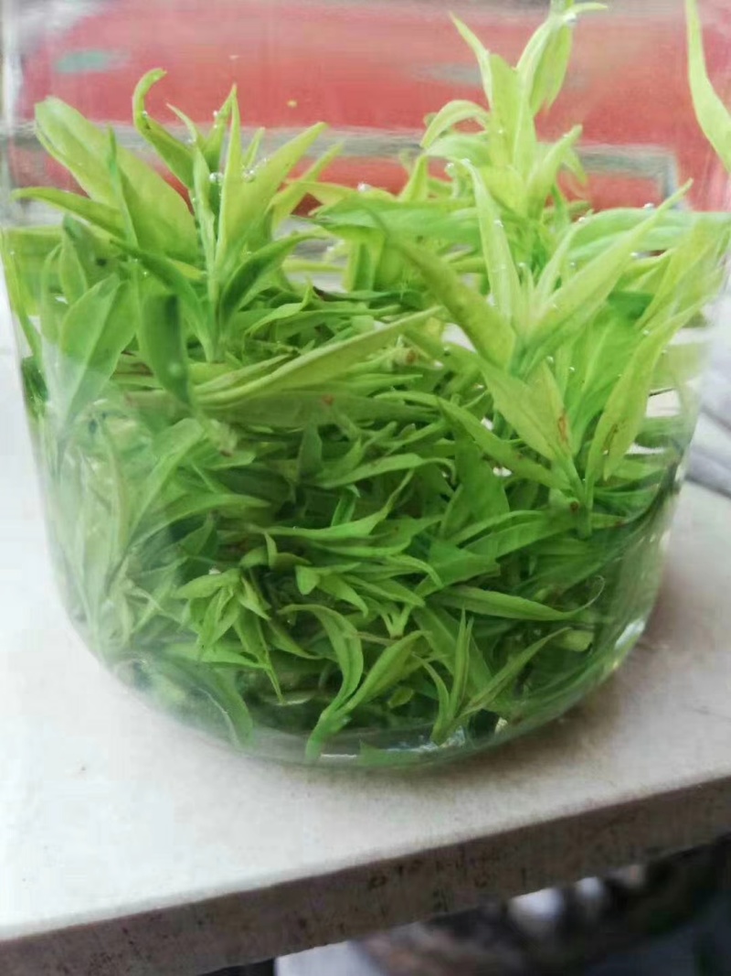 贵州绿茶明前毛峰