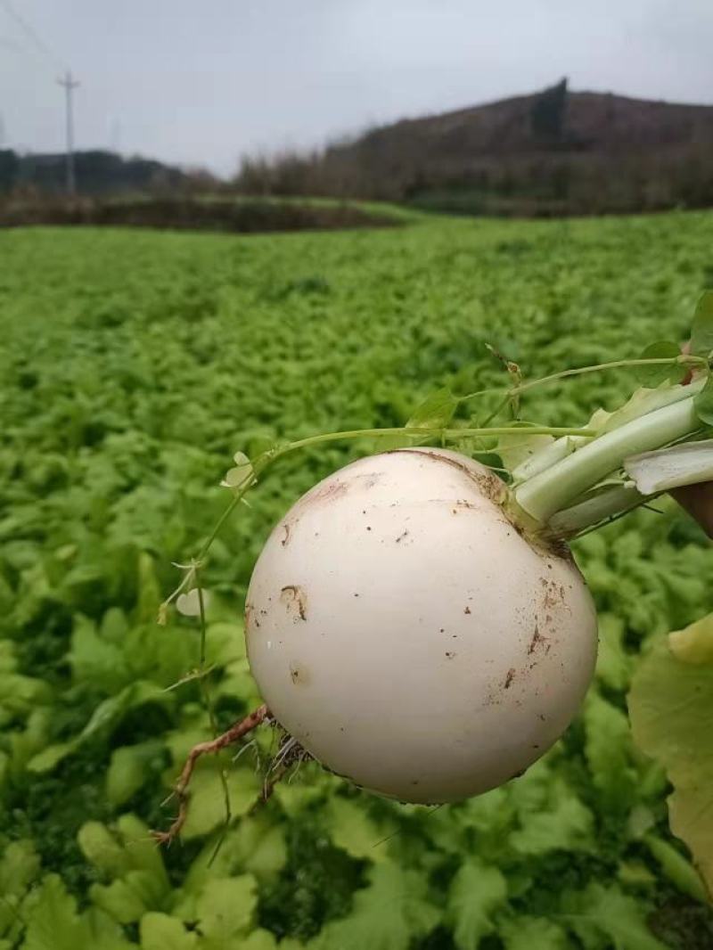 圆根萝卜