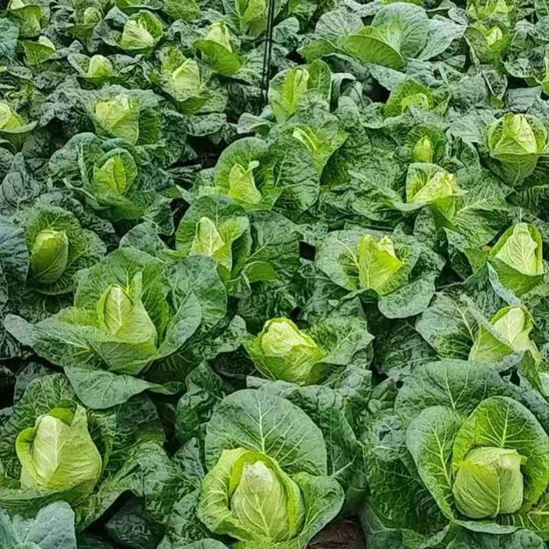 四川精品圆包菜产地直发一手货源保质保量欢迎咨询
