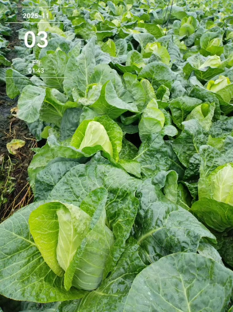 四川精品圆包菜产地直发一手货源保质保量欢迎咨询