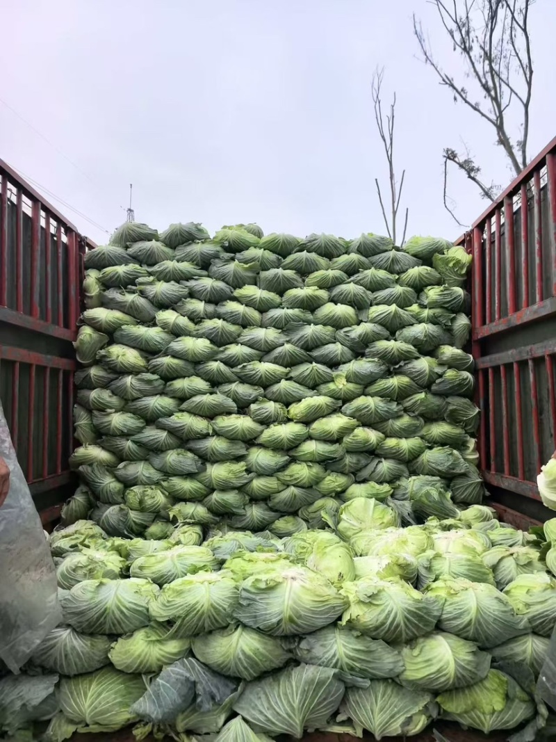 四川精品圆包菜产地直发一手货源保质保量欢迎咨询