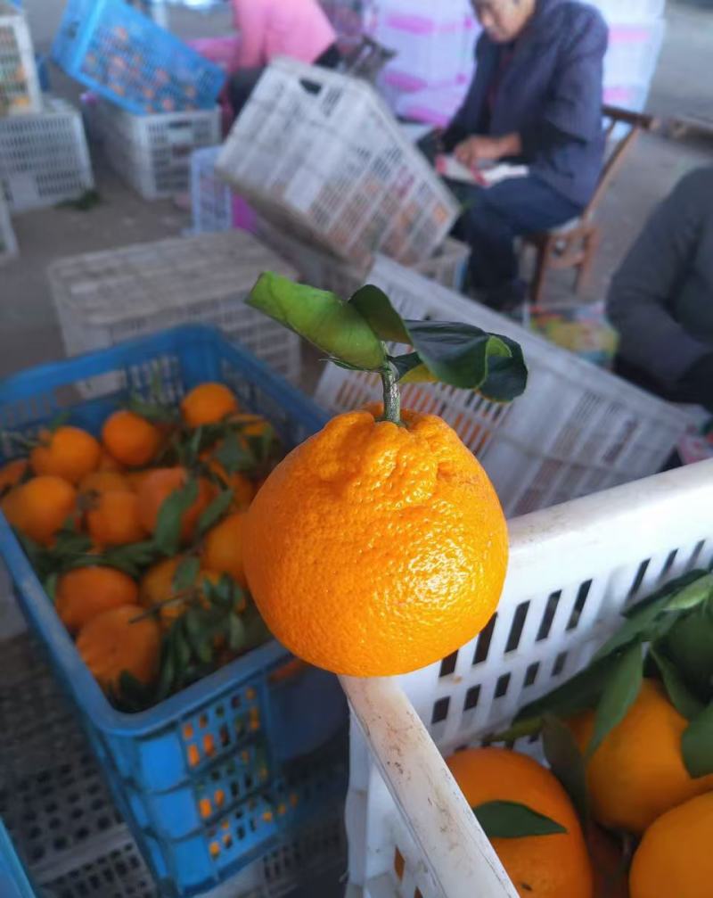 湖北精品丑橘不知火耙耙柑大量有货口感纯甜诚信代办质量保证