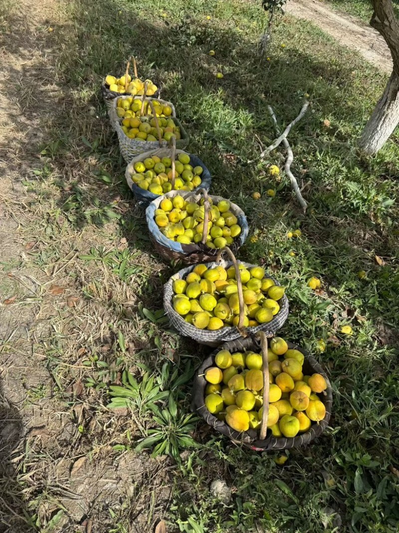 新疆库尔勒香梨，原产地直发，小中大果框装箱装各种规格