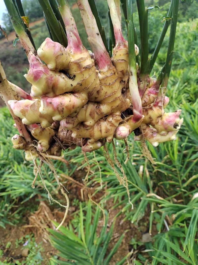 《贵州小黄姜》镇宁小黄姜/高山生姜/货源充足/欢迎来电