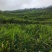 《贵州小黄姜》镇宁小黄姜/高山生姜/货源充足/欢迎来电