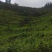 《贵州小黄姜》镇宁小黄姜/高山生姜/货源充足/欢迎来电