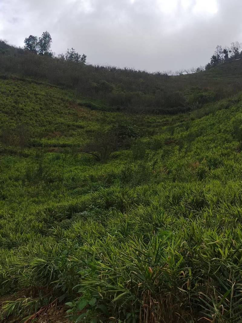 《贵州小黄姜》镇宁小黄姜/高山生姜/货源充足/欢迎来电
