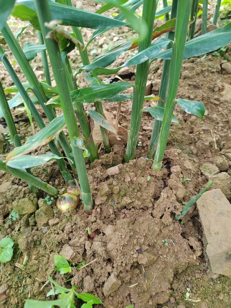 《贵州小黄姜》镇宁小黄姜/高山生姜/货源充足/欢迎来电