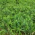 《贵州小黄姜》镇宁小黄姜/高山生姜/货源充足/欢迎来电