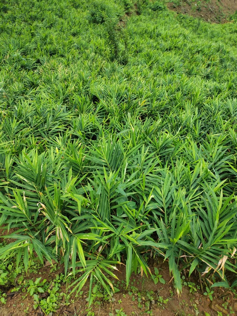 《贵州小黄姜》镇宁小黄姜/高山生姜/货源充足/欢迎来电