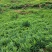 《贵州小黄姜》镇宁小黄姜/高山生姜/货源充足/欢迎来电