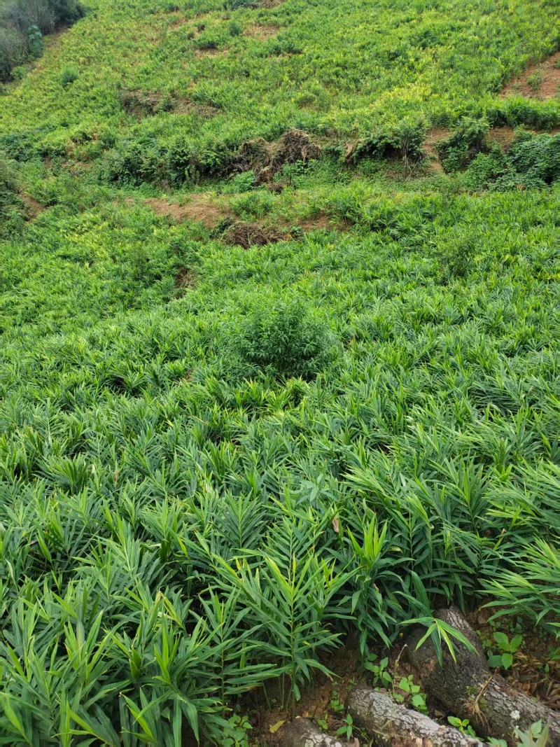 《贵州小黄姜》镇宁小黄姜/高山生姜/货源充足/欢迎来电