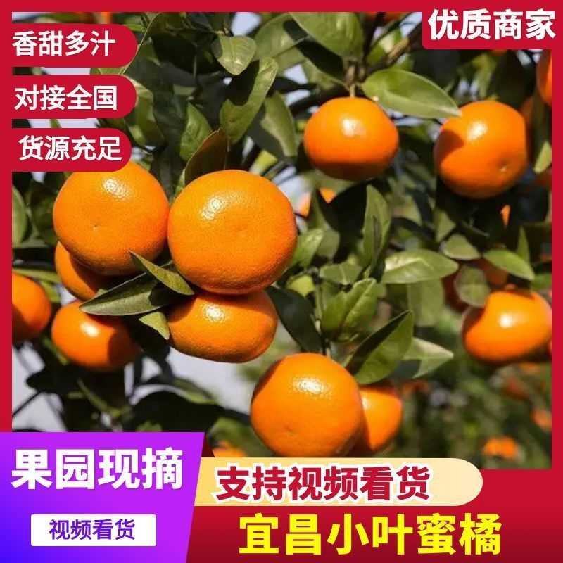 湖北小叶蜜橘皮薄多汁入口化渣货源充足