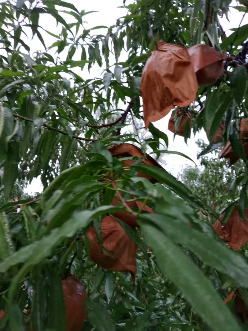 冬桃/河南驻马店汝南县冬桃种植基地大量上市/对接全国采购