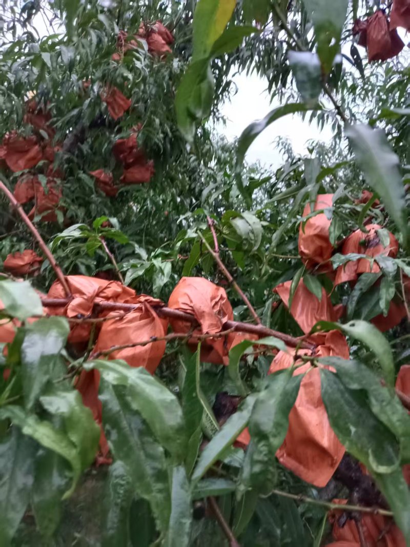 冬桃/河南驻马店汝南县冬桃种植基地大量上市/对接全国采购