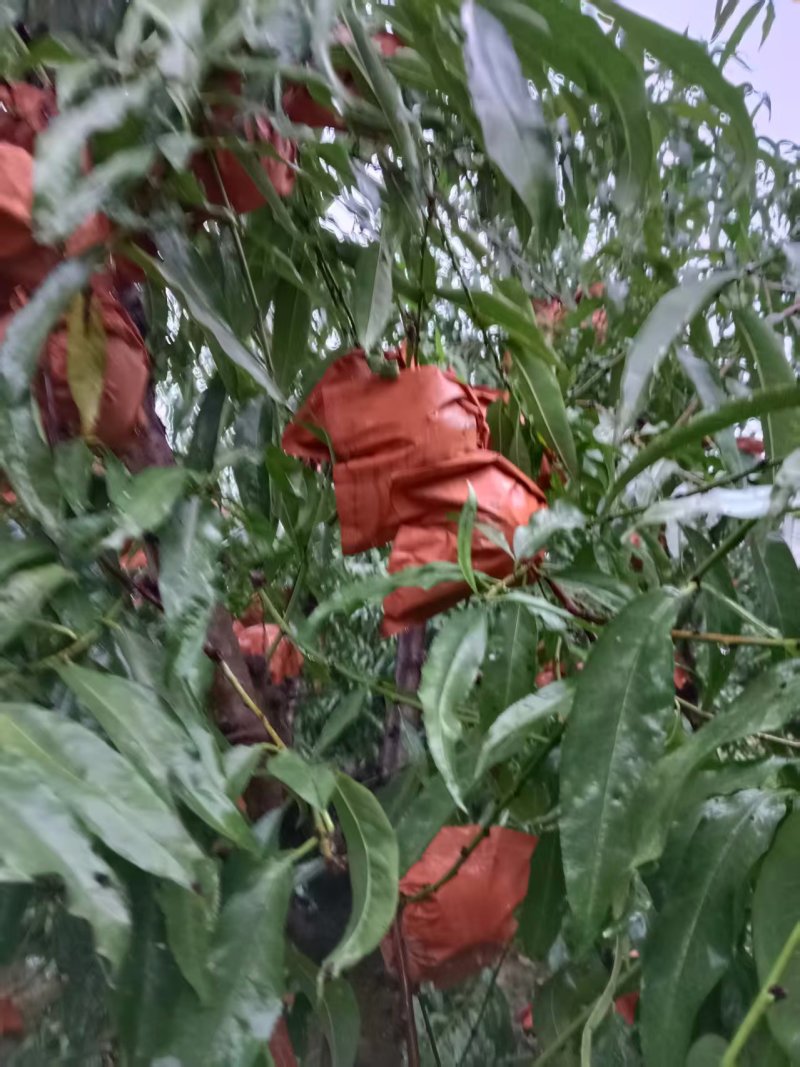 冬桃/河南驻马店汝南县冬桃种植基地大量上市/对接全国采购