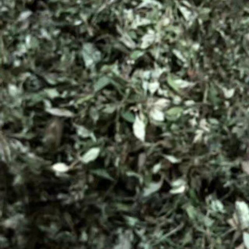 生晒苦菜干，全干，保质保量，量大从优，欢迎订购