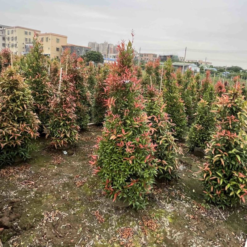 （红车）鸿运当头，高度1米-1米8大量现货需要的来电咨询