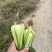 上海青青菜油菜