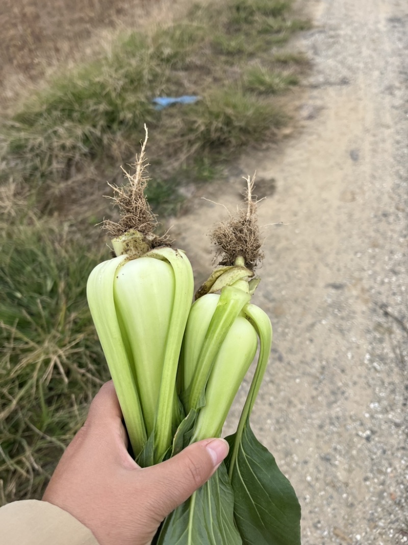 上海青青菜油菜