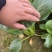 上海青青菜油菜