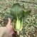 上海青青菜油菜