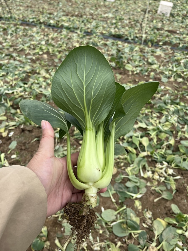 上海青青菜油菜