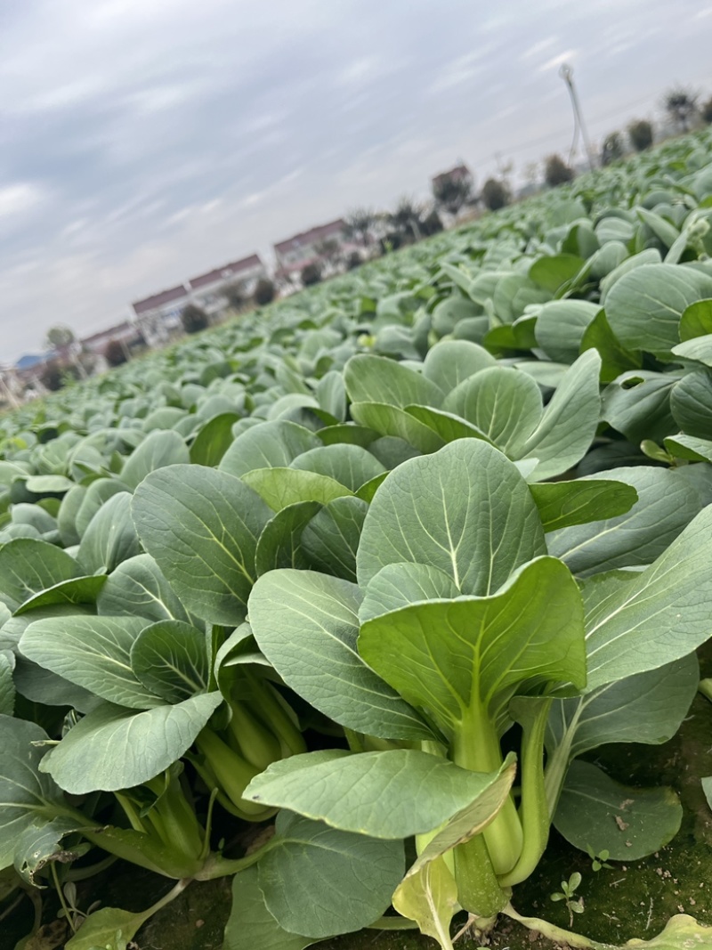 上海青青菜油菜