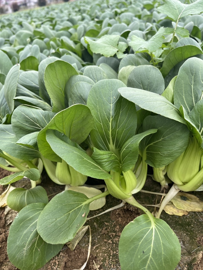 上海青青菜油菜